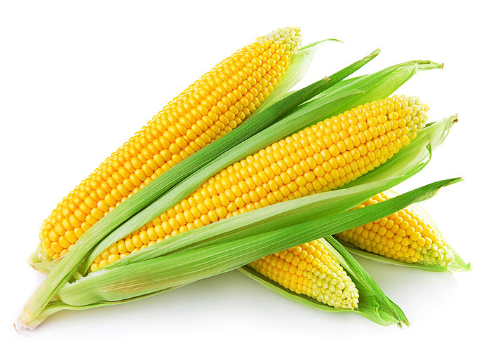 mazorcas de maíz