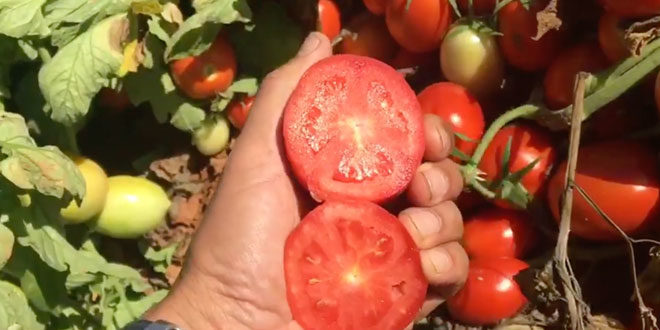 Producción y seguimiento de las variedades de tomates