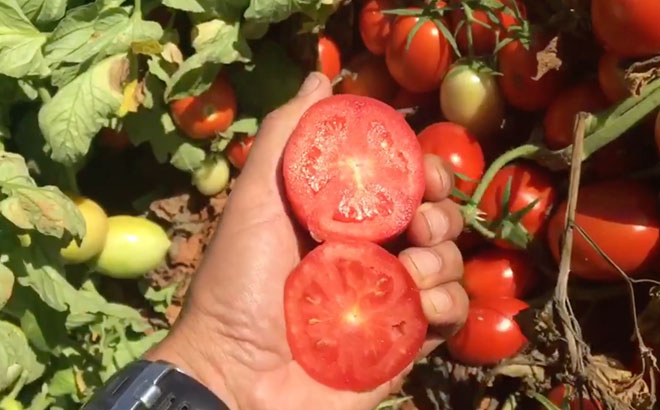 Producción y seguimiento de las variedades de tomates